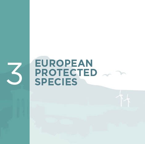 European Protected Species